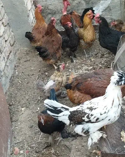 فروش مرغ تخم گذار درجه یک و جوان|حیوانات مزرعه|کویرات, |دیوار