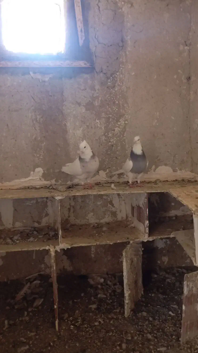 کفتر|پرنده|سراوان, |دیوار