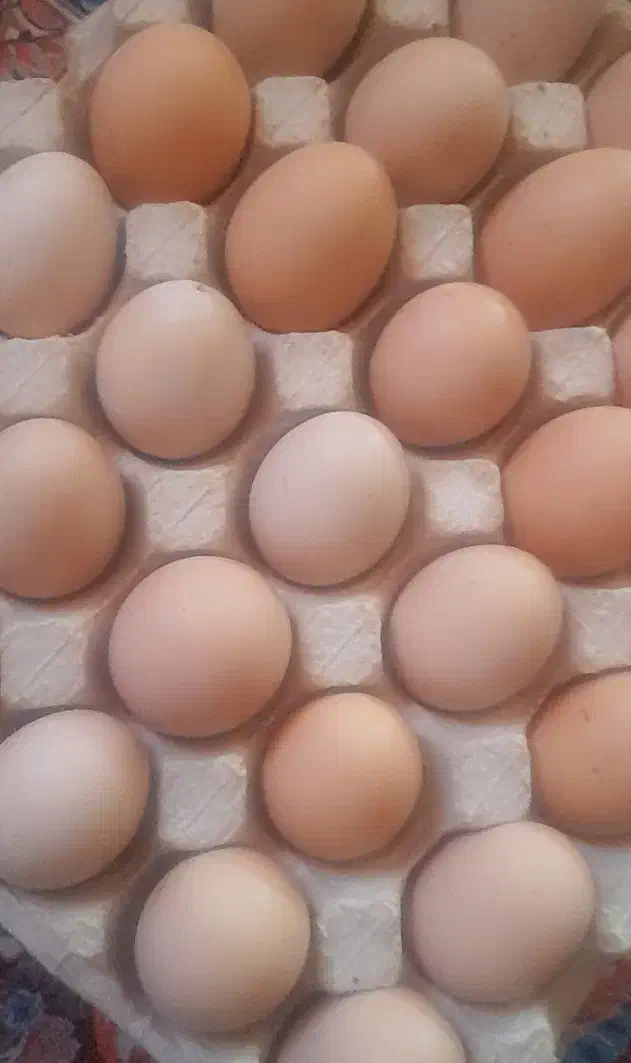 تخمرغ|خوردنی و آشامیدنی|نیشابور, رحمت آباد|دیوار