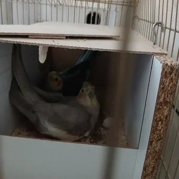 جفت کارداده عروس هلندی|پرنده|تهران, مسعودیه|دیوار