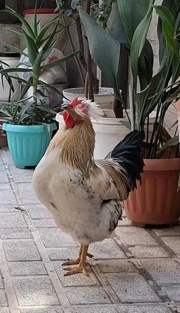 مرغ و خروس محلی|حیوانات مزرعه|تهران, قاسم‌آباد|دیوار