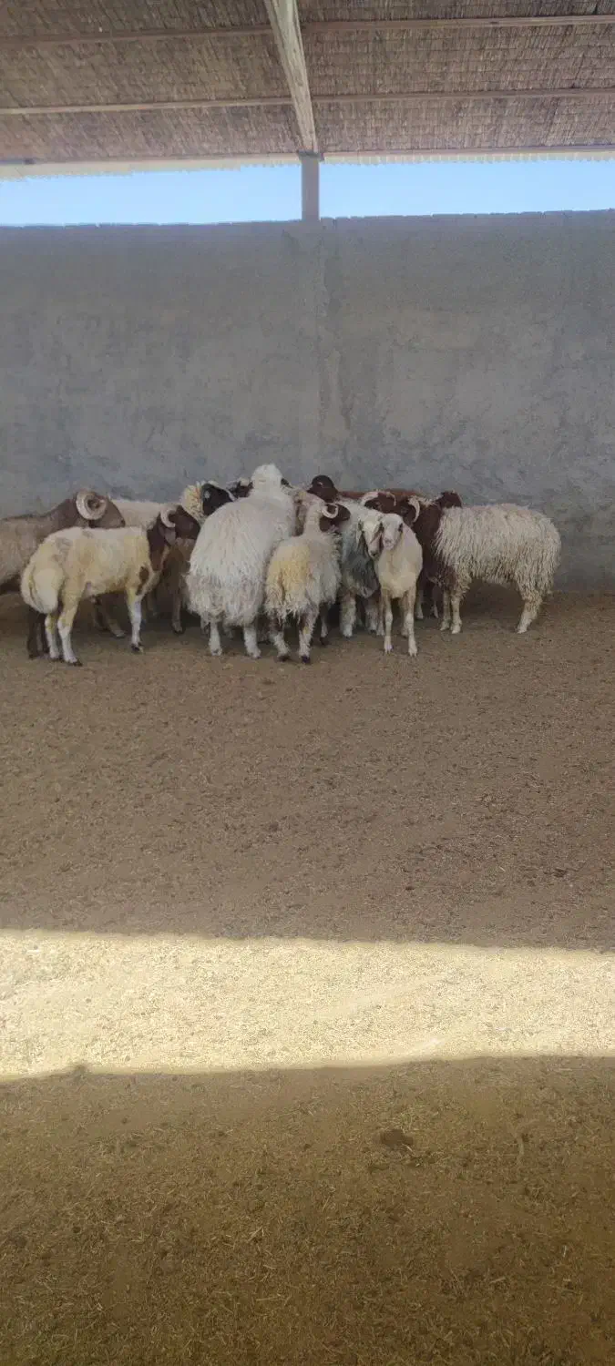بره|حیوانات مزرعه|اهواز, زیتون کارگری|دیوار