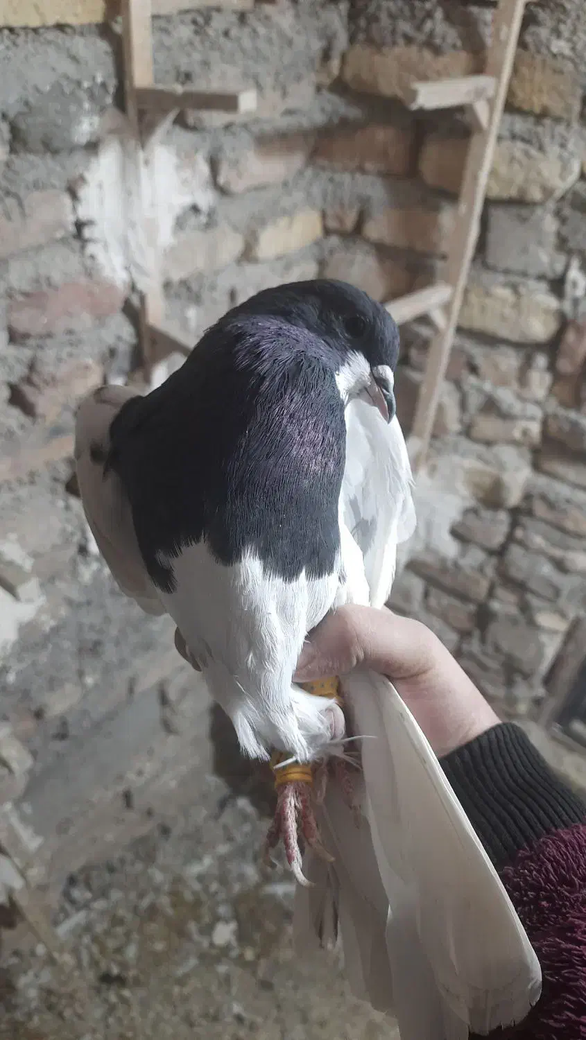 یال سیاه یقه بسته هوایی تنگ|پرنده|شیراز, بازار|دیوار