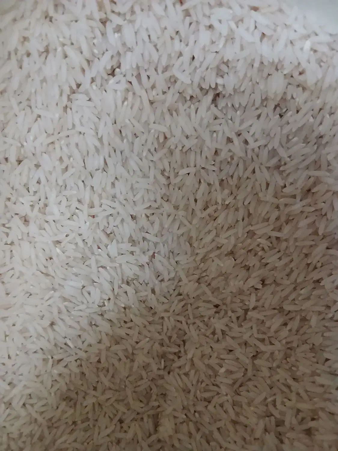 برنج طارم هاشمی بدون ذره ای قاطی به شرط|خوردنی و آشامیدنی|آمل, |دیوار