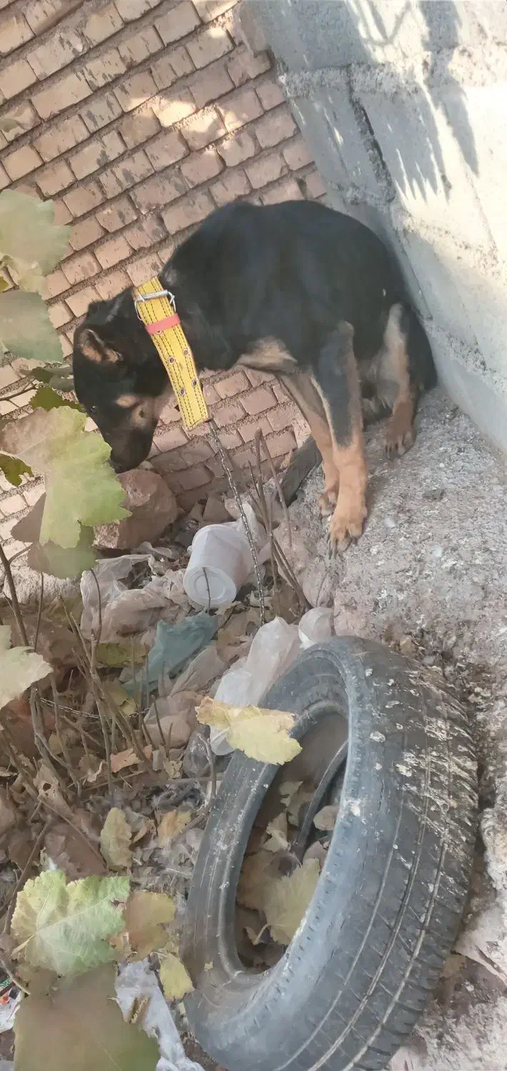 سگ دو رگه سرحال|سگ|خانمیرزا, |دیوار