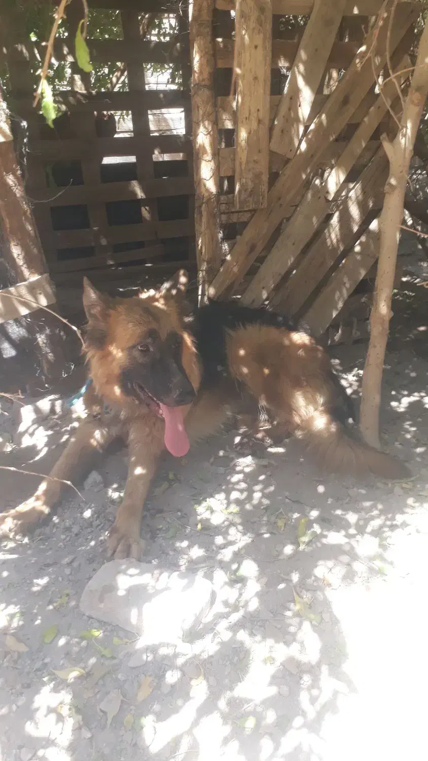 سگ ژرمن|سگ|بم, |دیوار