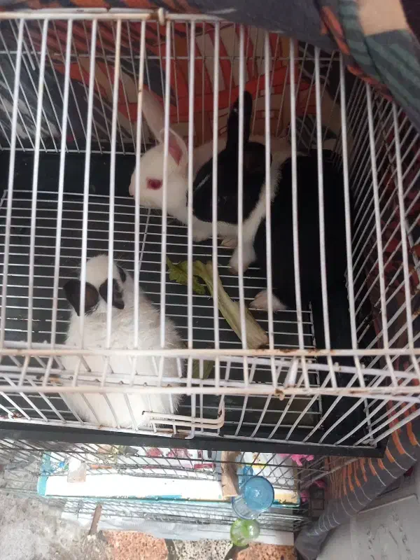 خرگوش|موش و خرگوش|رشت, سلیمانداراب|دیوار