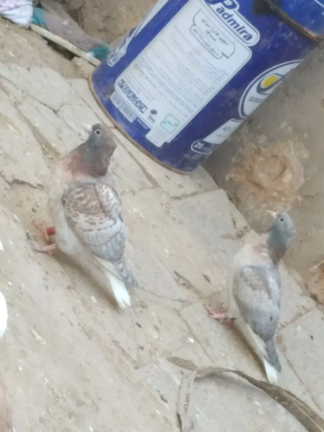 جفت جوجه سور دمسفید یا هفت رنگ دمسفید خوشگل|پرنده|کرمان, |دیوار