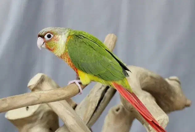 طوطی گرینچیک گمشده|حیوانات|سقز, |دیوار