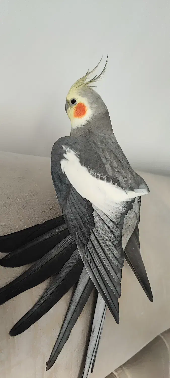 عروس هلندی گمشده|پرنده|شیراز, کوی زهرا|دیوار