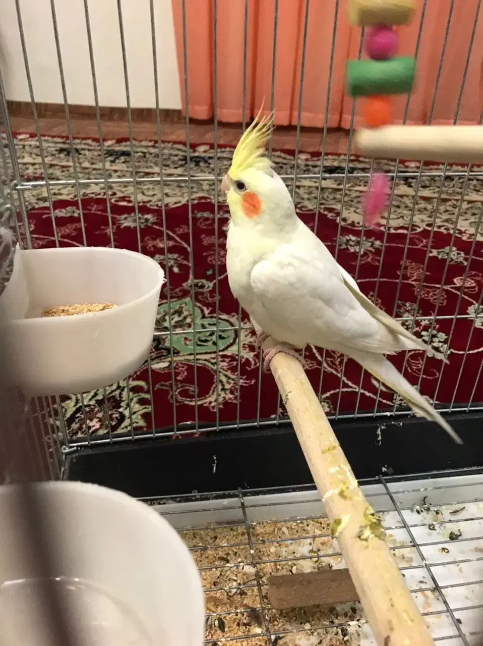 طوطی|پرنده|قزوین, |دیوار