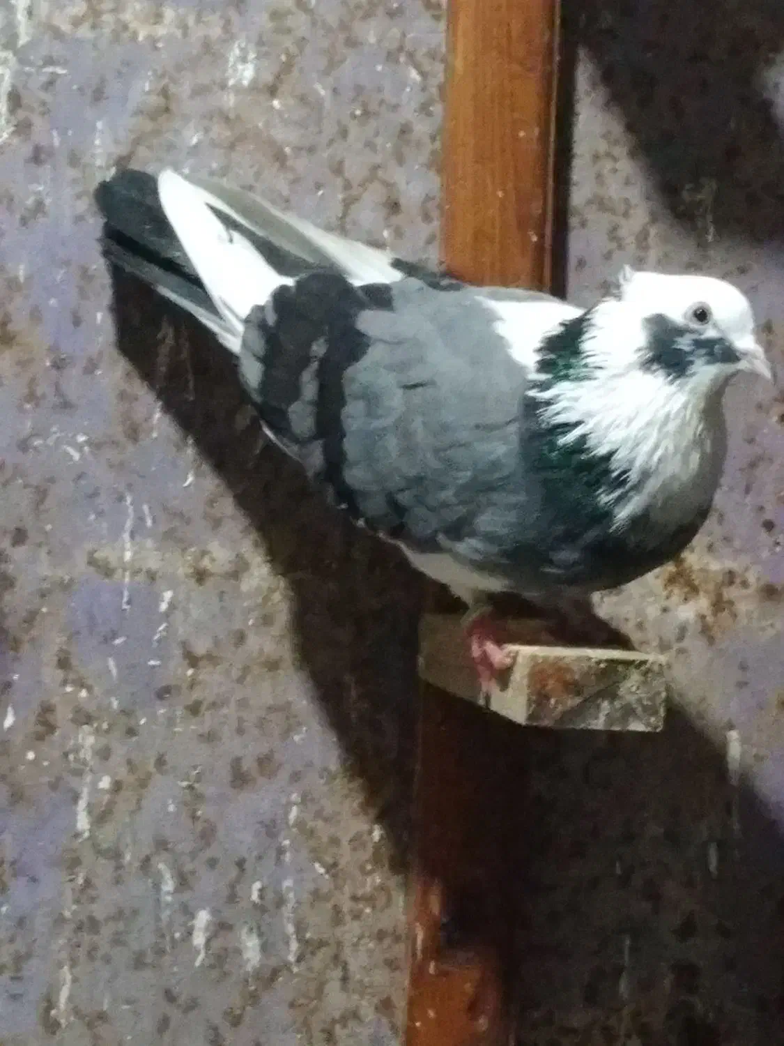 کبوتر پرشی|پرنده|اسالم, |دیوار