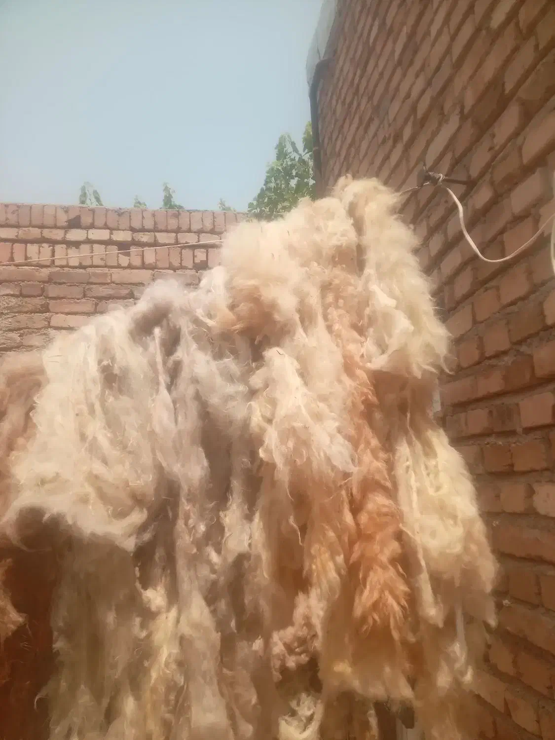 کرسی برا  شب یلدا|رختخواب، بالش، پتو|تبریز, |دیوار