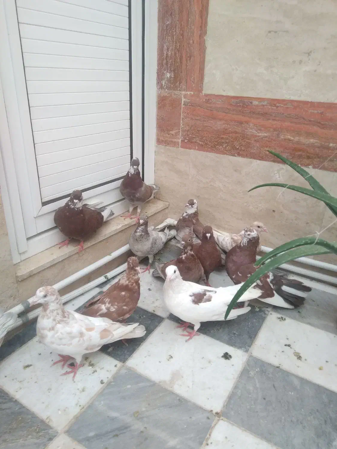 کفتر ۸۰ هزار|پرنده|قم, یزدان‌شهر|دیوار