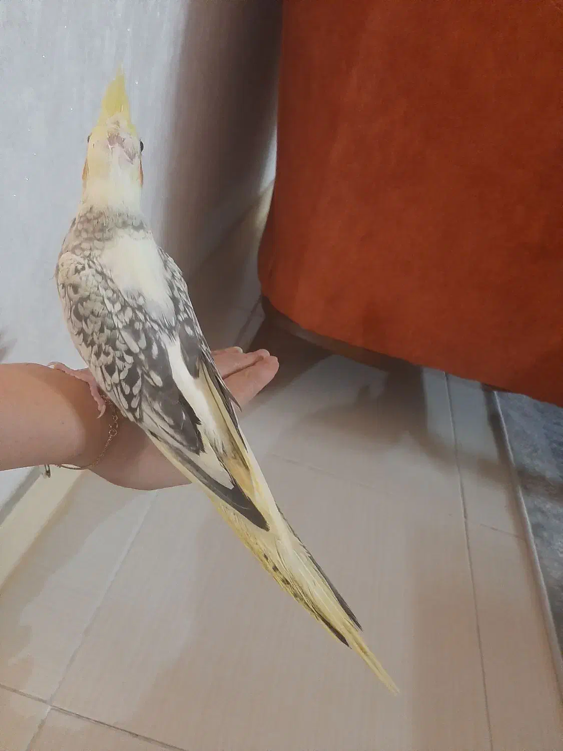 عروس هلندی ابلق رام رام|پرنده|آمل, |دیوار