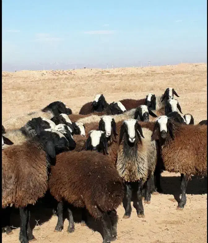 پخش و فروش گوسفند زنده در تمامی نقاط تهران|حیوانات مزرعه|تهران, سردارجنگل|دیوار