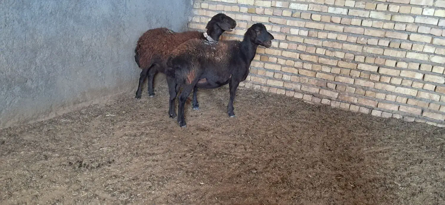 دو راس شیشک|حیوانات مزرعه|مشهد, تبادکان|دیوار