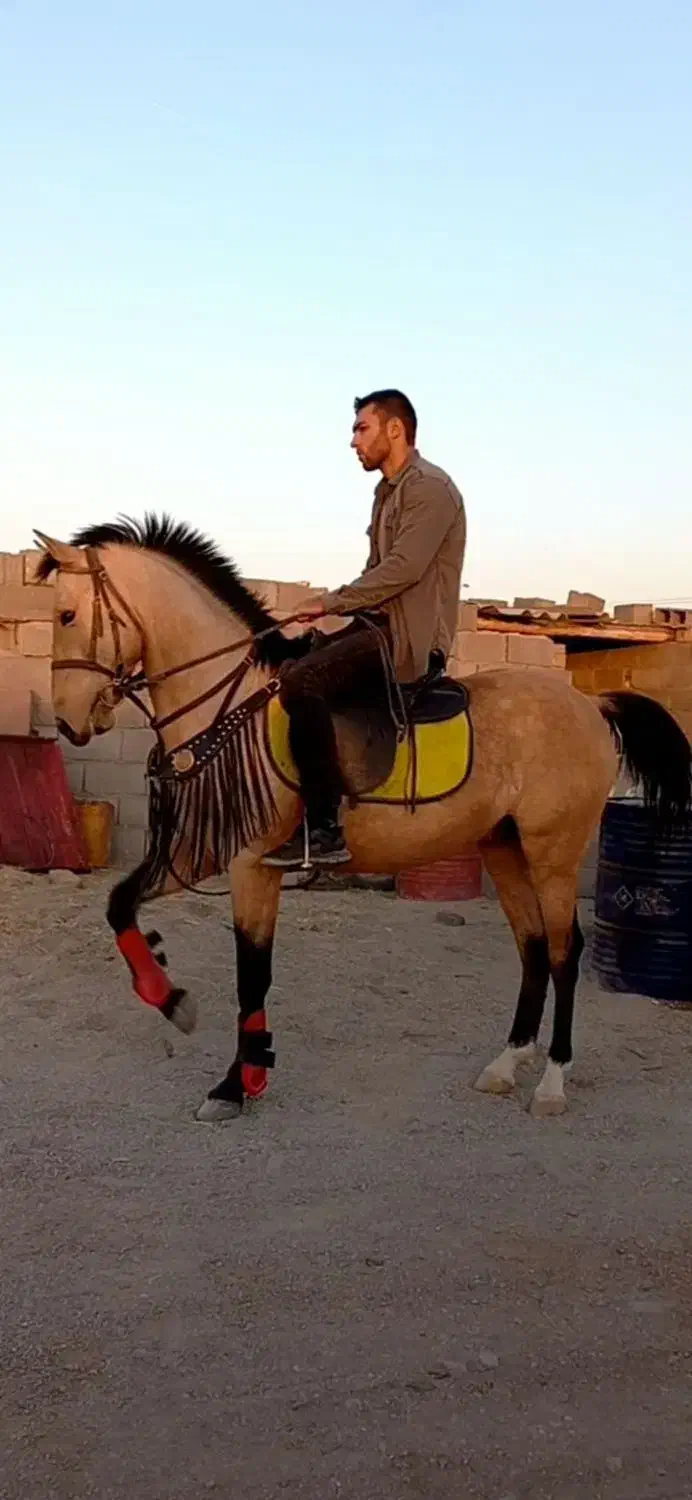 اسب|اسب و تجهیزات اسب‌سواری|آوج, |دیوار