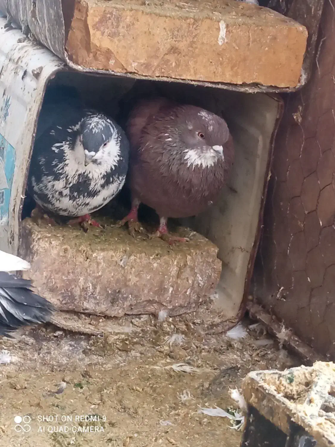 کبوتر فروشی|پرنده|کوهپایه, |دیوار