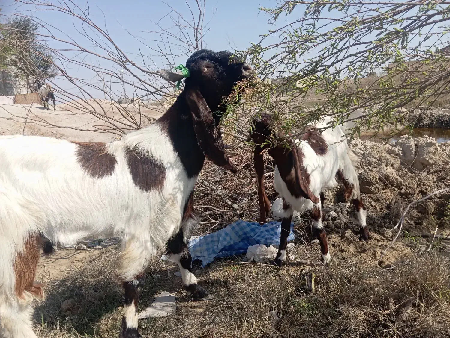 فروش بز|حیوانات مزرعه|شادگان, |دیوار