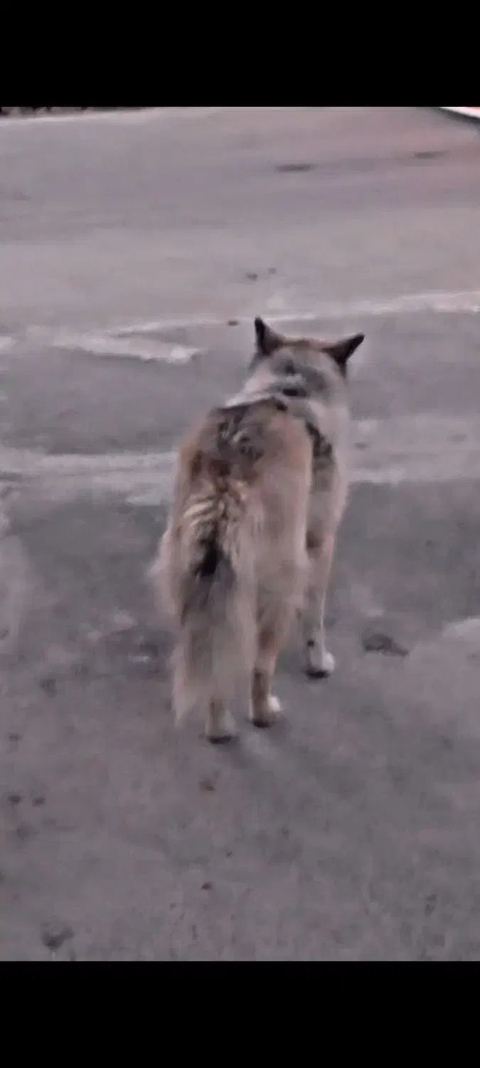 سگ هاسکی|سگ|محمدشهر, محمدشهر|دیوار