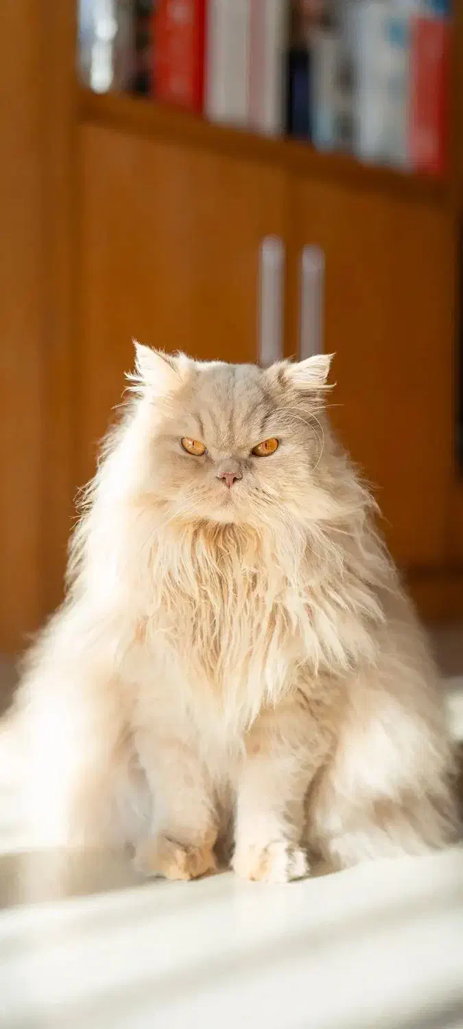 واگذاری انواع گربه|گربه|اصفهان, رهنان|دیوار