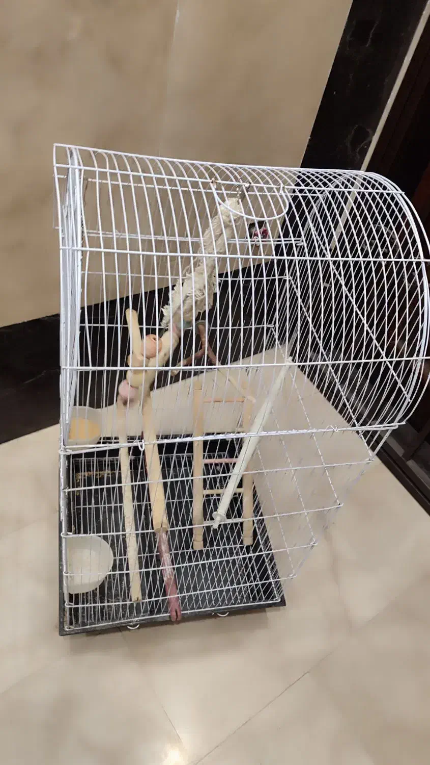 قفس طوطی|لوازم جانبی حیوانات|تهران, شهمیرزادی|دیوار