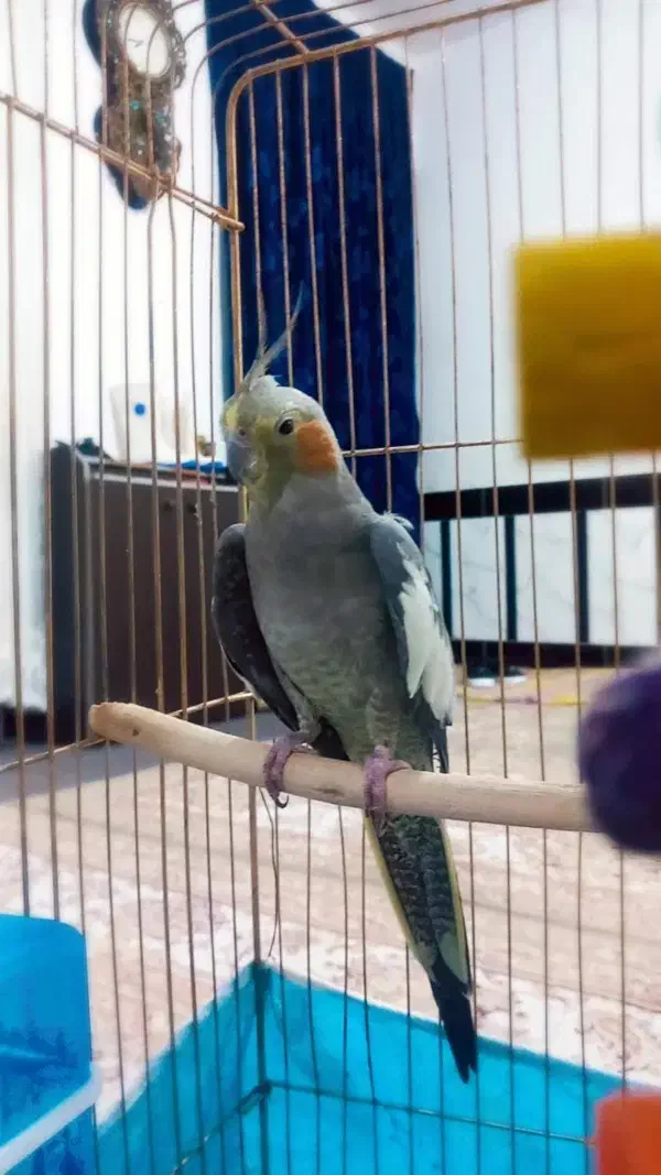 پرنده|پرنده|تربت جام, نظامی|دیوار