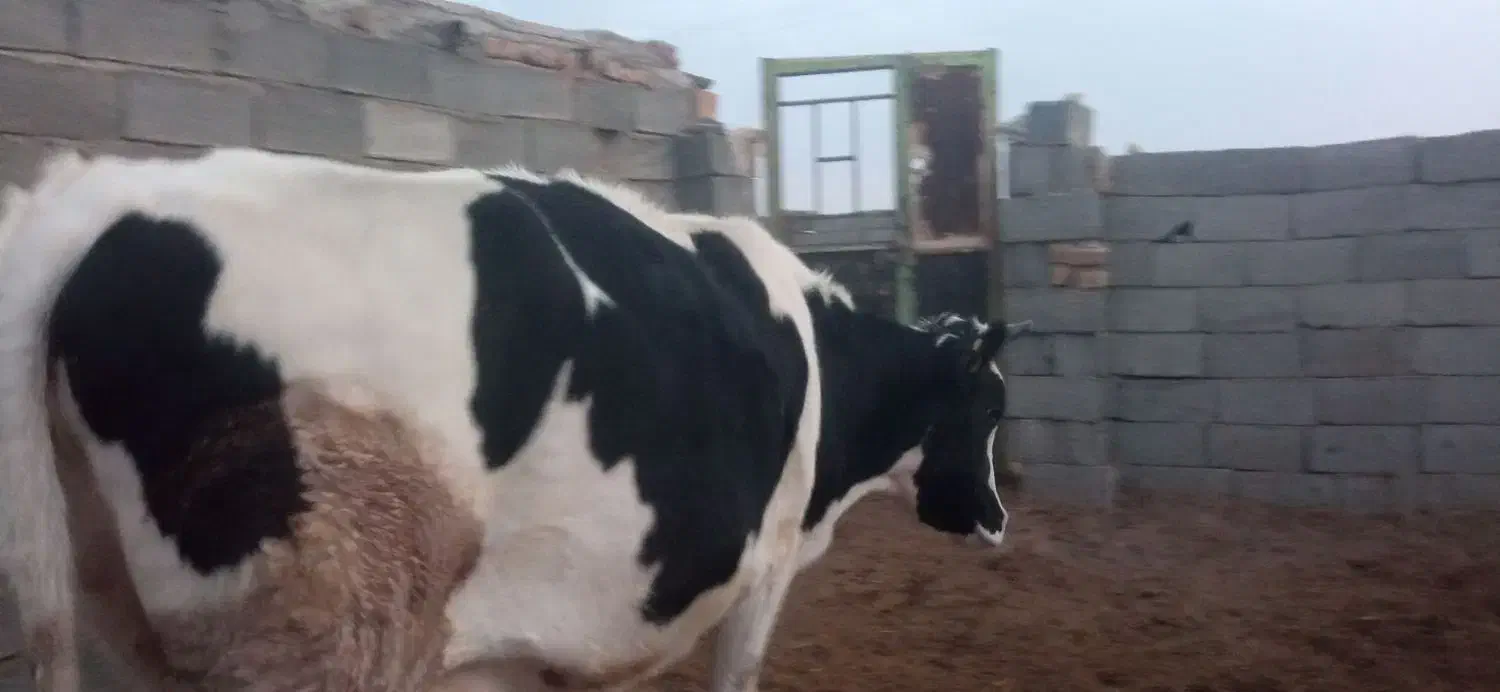 گاو دو زه جوان|حیوانات مزرعه|زیرکوه, |دیوار