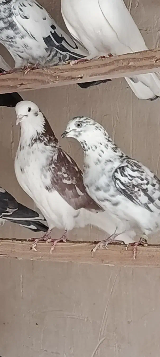 کبوتر پرشی یکجا|پرنده|ری, امین آباد|دیوار