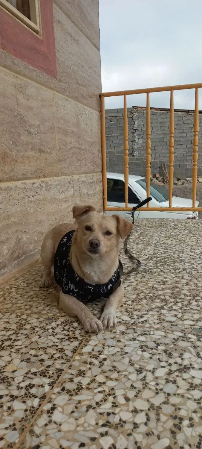 صگ گمشده|حیوانات|بومهن, |دیوار