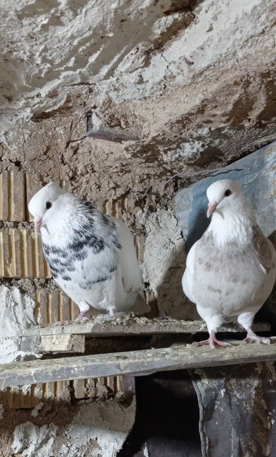 کبوتر طوق|پرنده|سیسخت, |دیوار