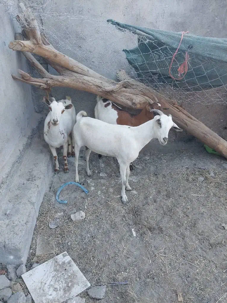 بزفروشی|حیوانات مزرعه|میناب, |دیوار