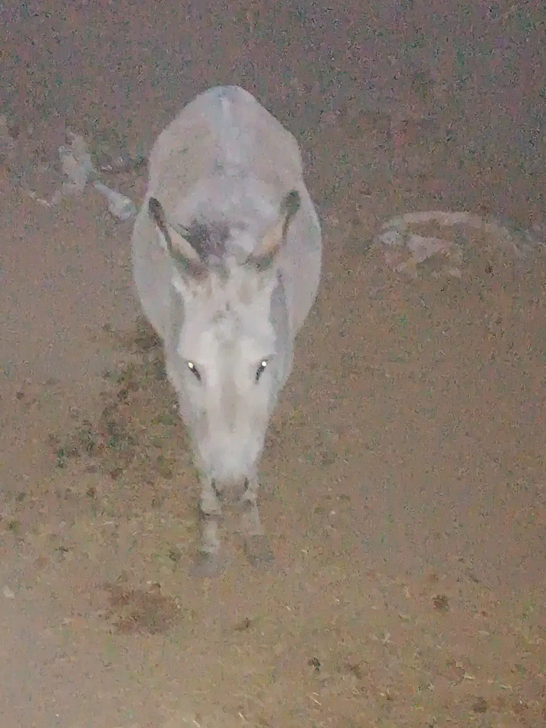 خر گلگی،نر،سرحال،سالم|حیوانات مزرعه|نهبندان, |دیوار