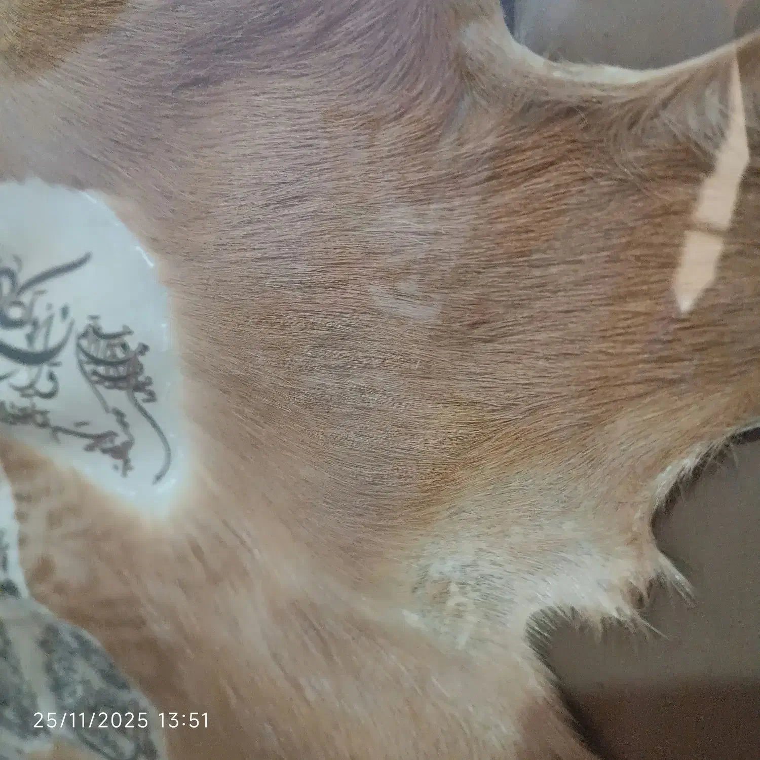 تابلو و ان یکاد و چهار قل|تابلو، نقاشی، عکس|نجفآباد, فردوسی شمالی|دیوار