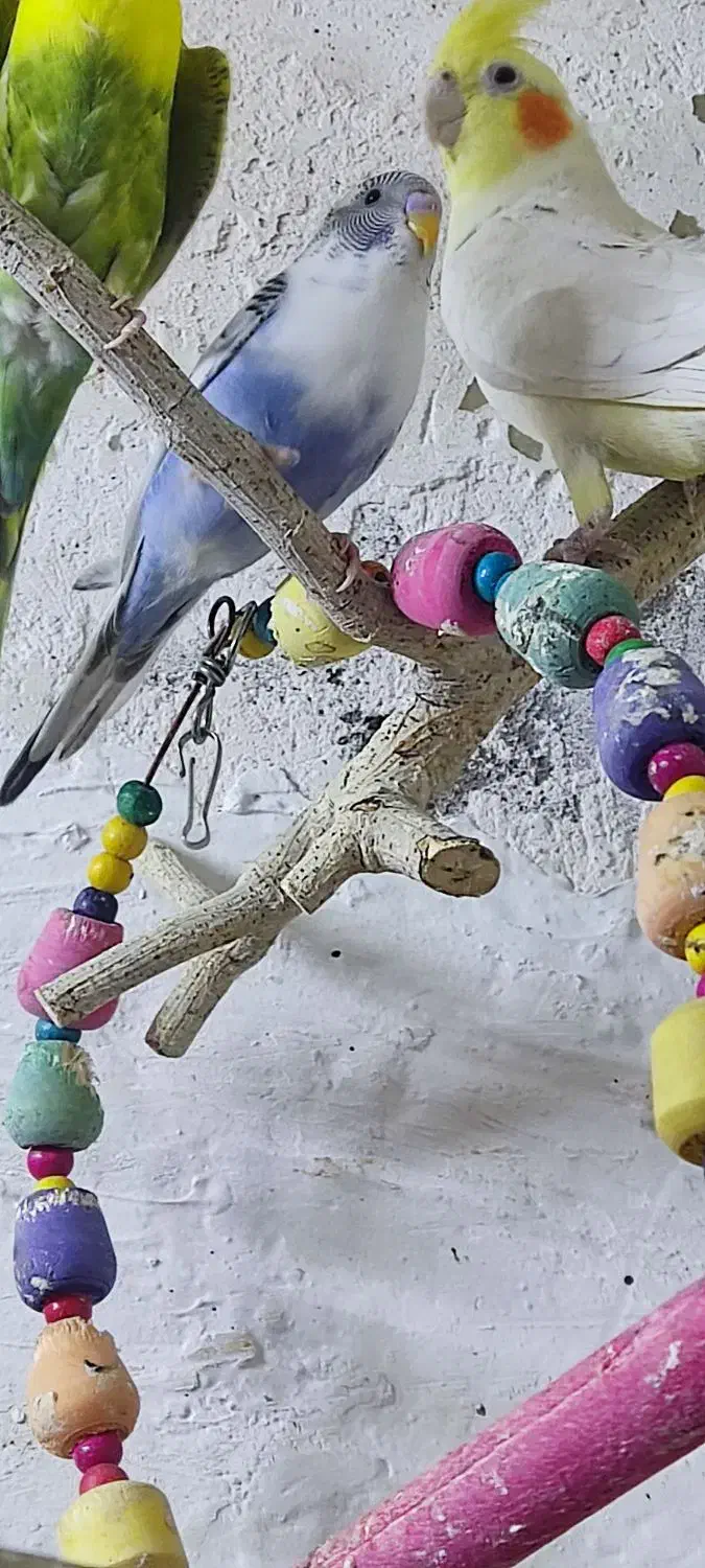 مرغ عشق|پرنده|خرمشهر, |دیوار