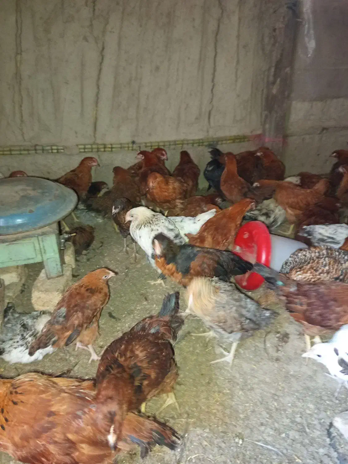 جوجه محلی|حیوانات مزرعه|آق قلا, |دیوار