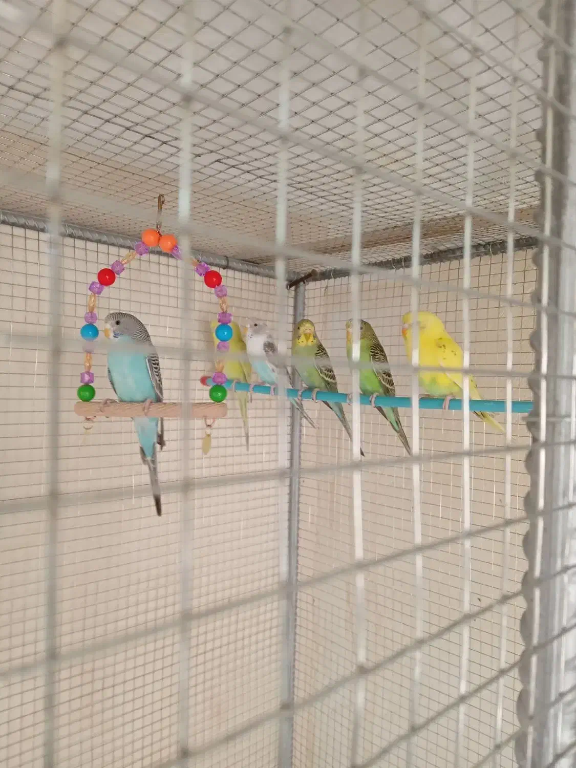 شش عدد مرغ عشق سالم به شرط|پرنده|کبودرآهنگ, |دیوار