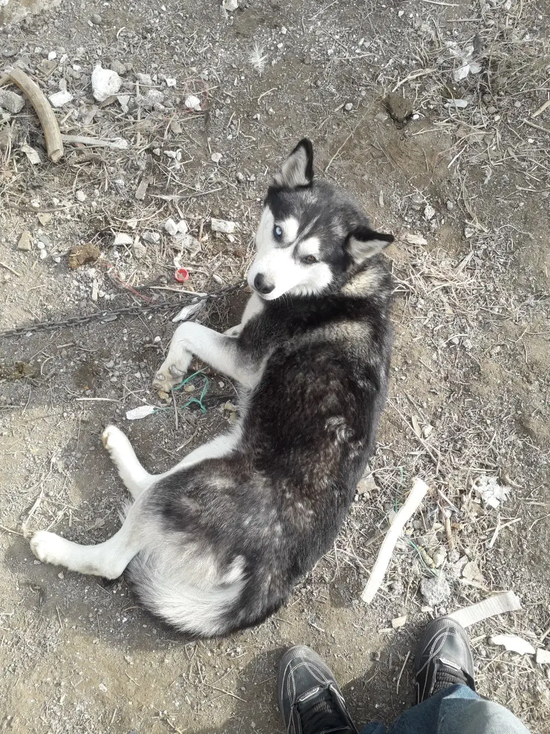 سگ هاسکی|سگ|محمدشهر, محمدشهر|دیوار