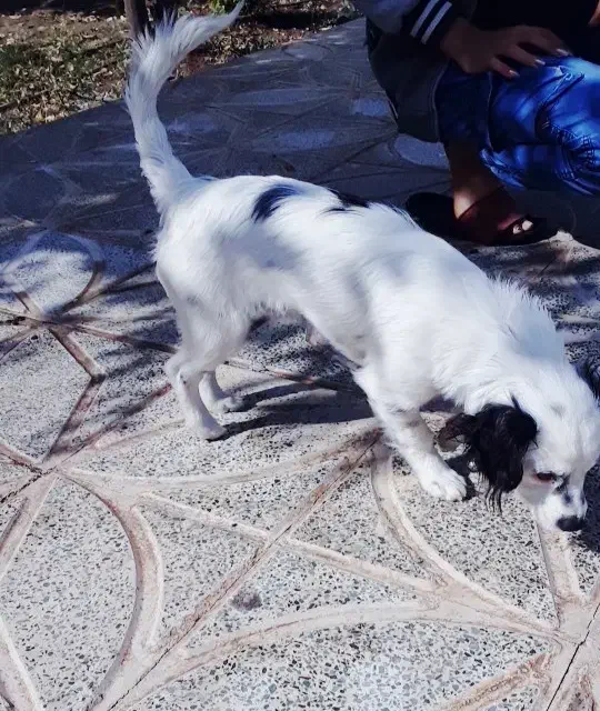 سگ پاکوتاه گمشده|سگ|جیرفت, |دیوار