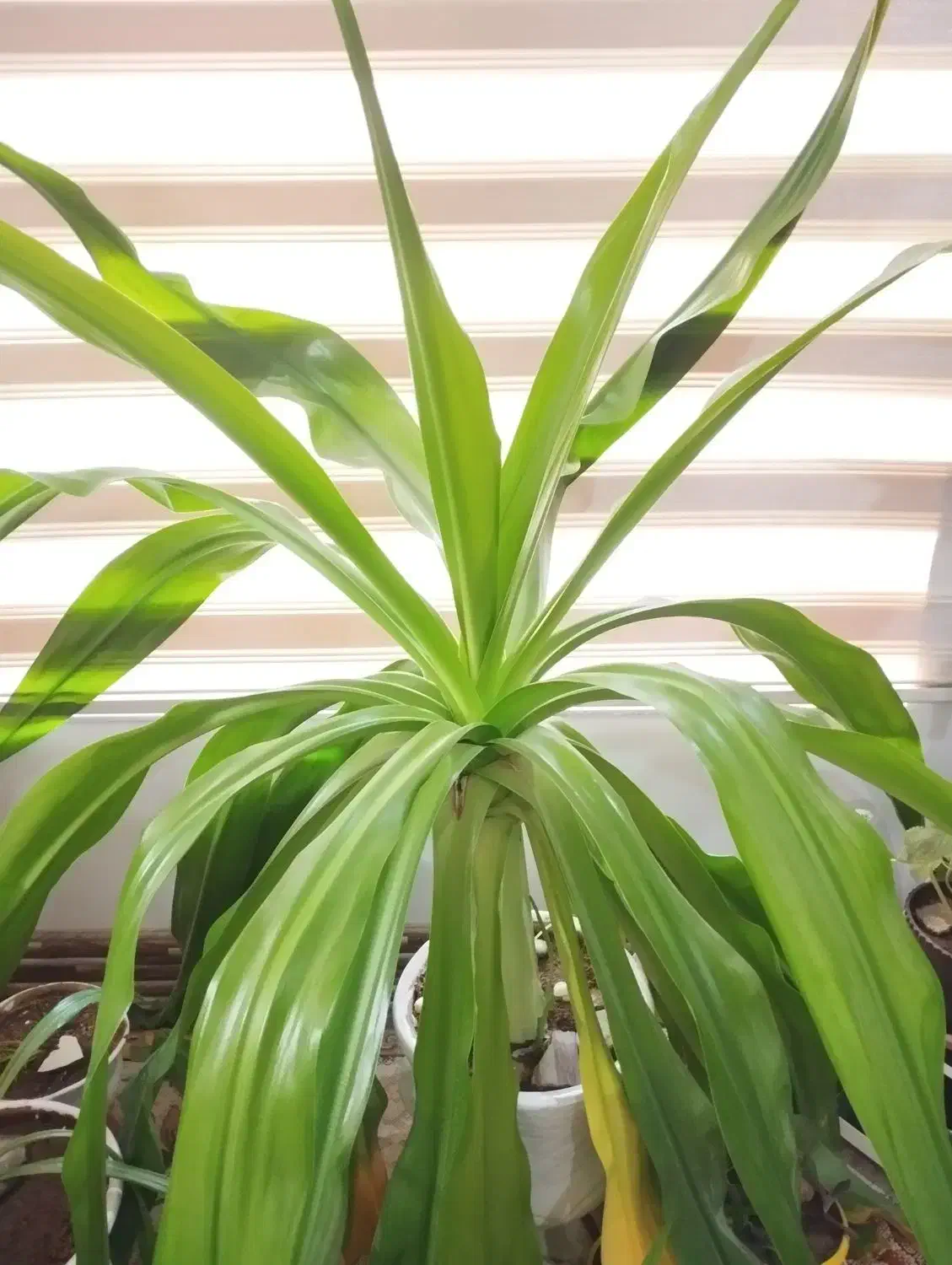 گل سوسن عنکبوتی 8 ساله با گلدان|گل و گیاه طبیعی|تفت, |دیوار