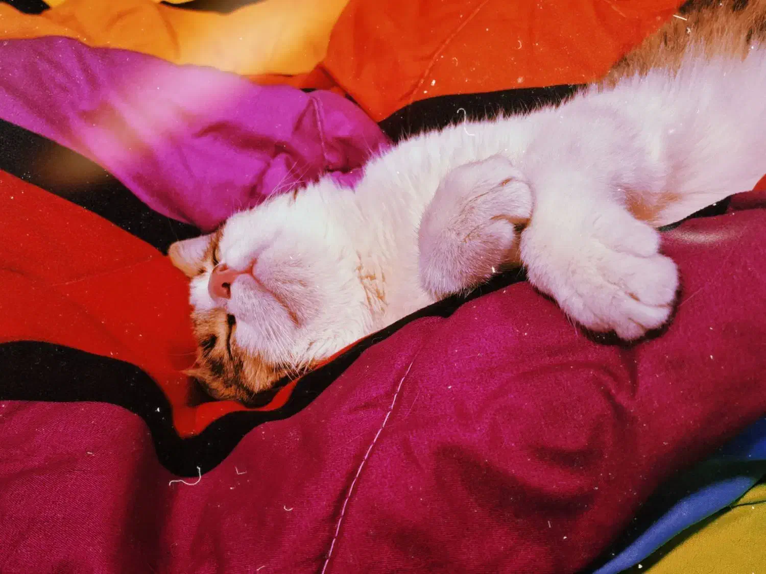 واگذاری گربه|گربه|یاسوج, |دیوار