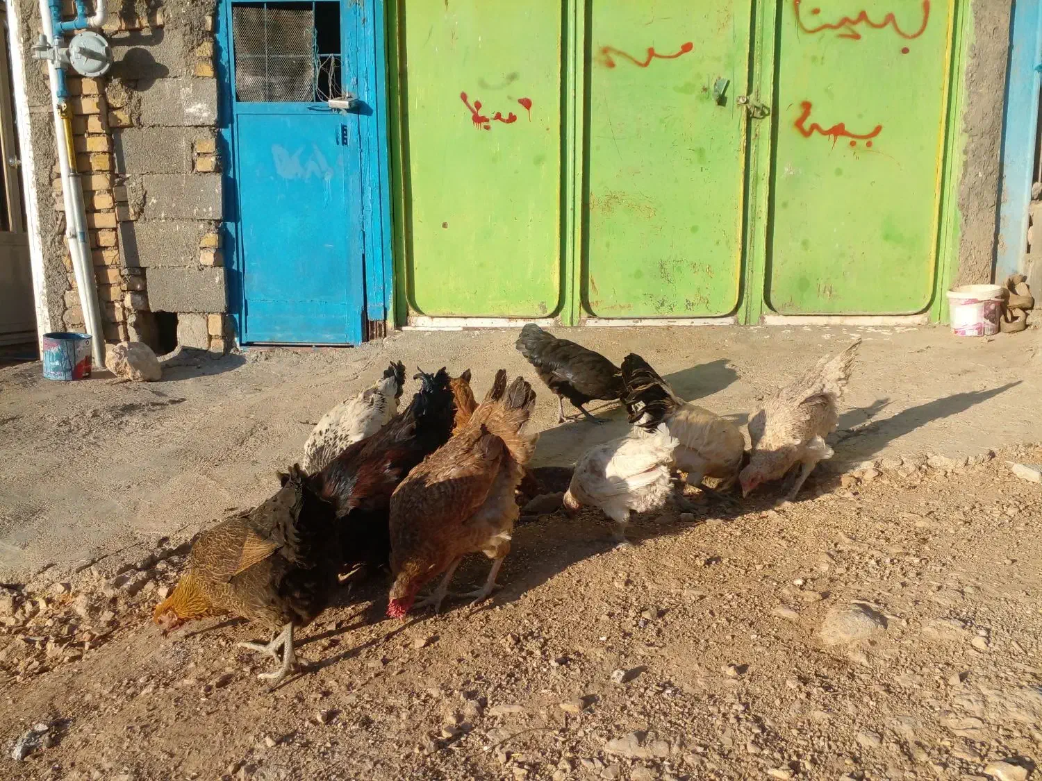 مرغ و خروس کوردی اصل|حیوانات مزرعه|روانسر, |دیوار