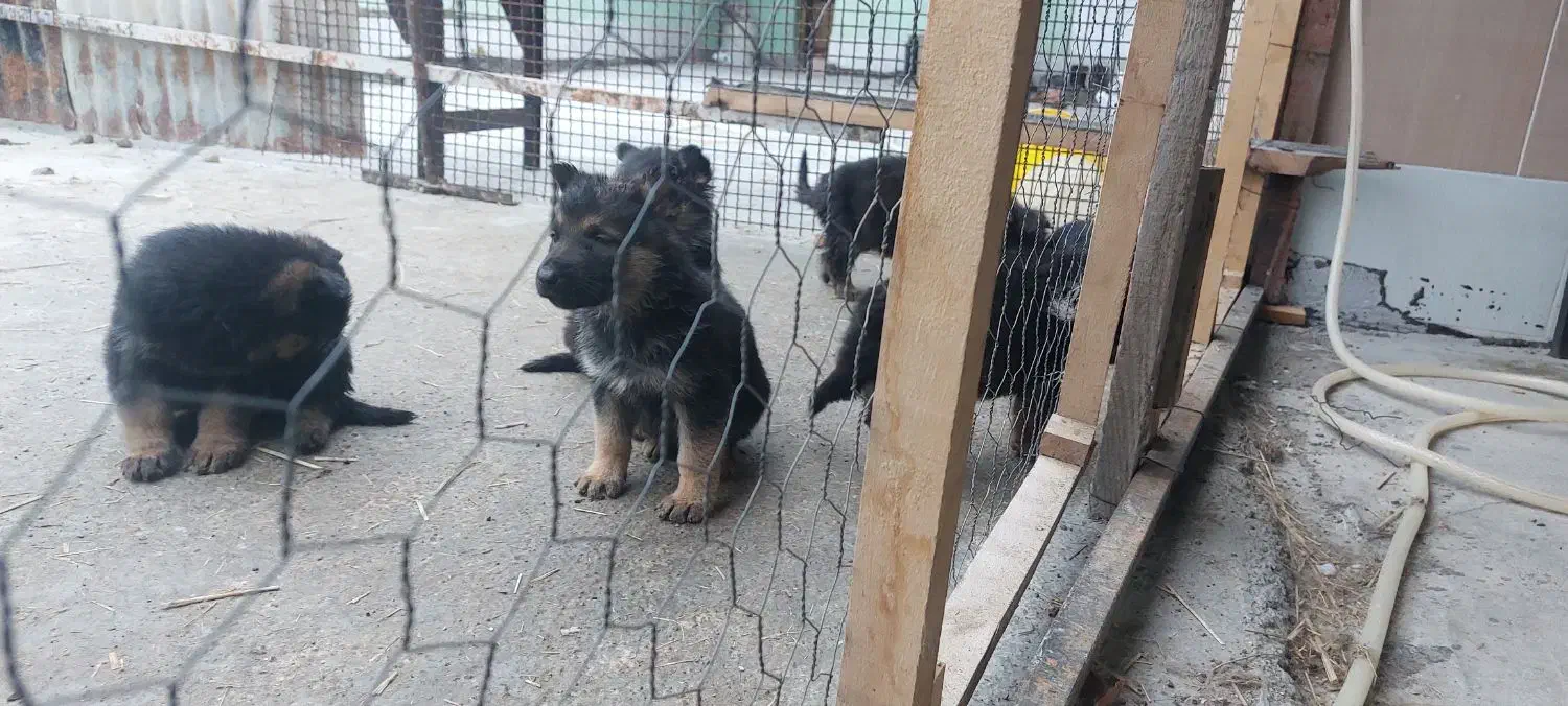 ژرمن شپهرد شولاین|سگ|ساری, |دیوار