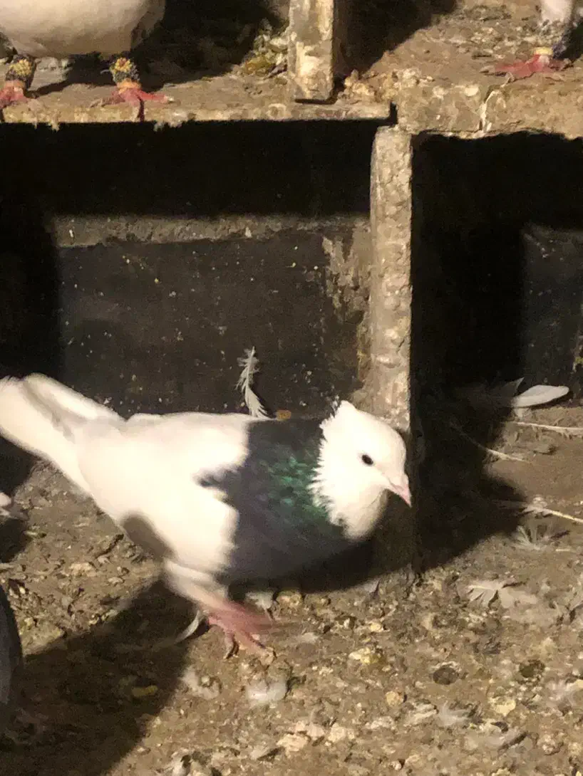 کفتر گندم|حیوانات مزرعه|مشهد, امیریه|دیوار