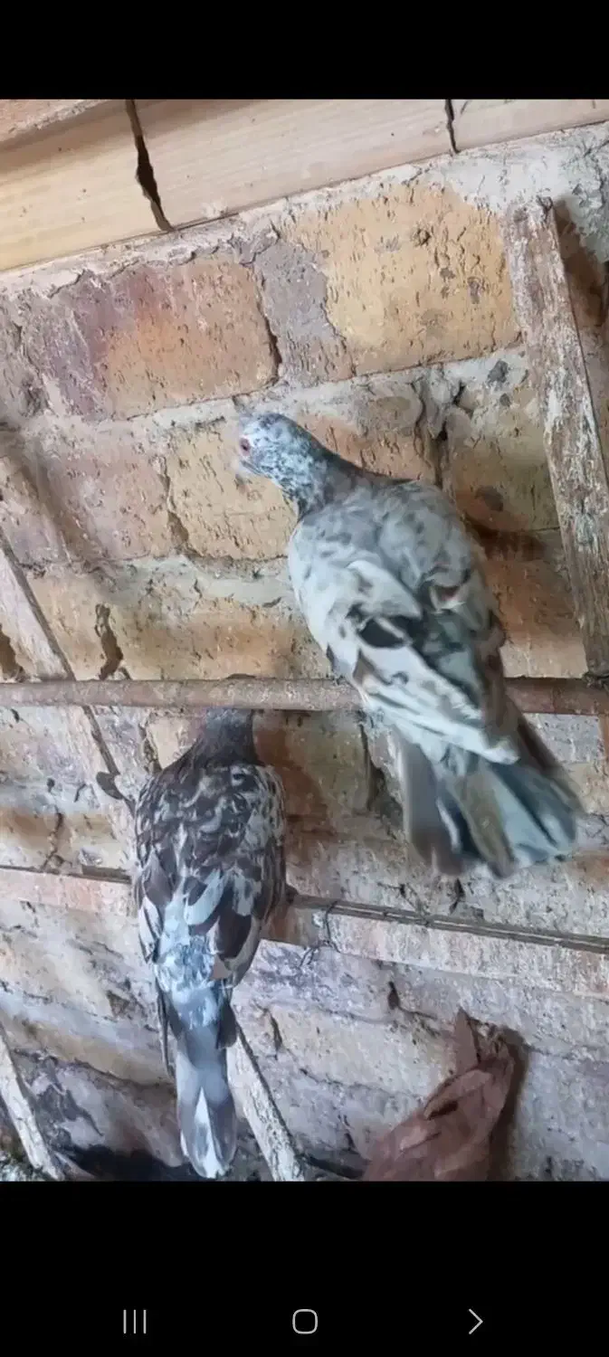 هفرنگ خطی طوقی سیاهپوش|پرنده|اقبالیه, |دیوار