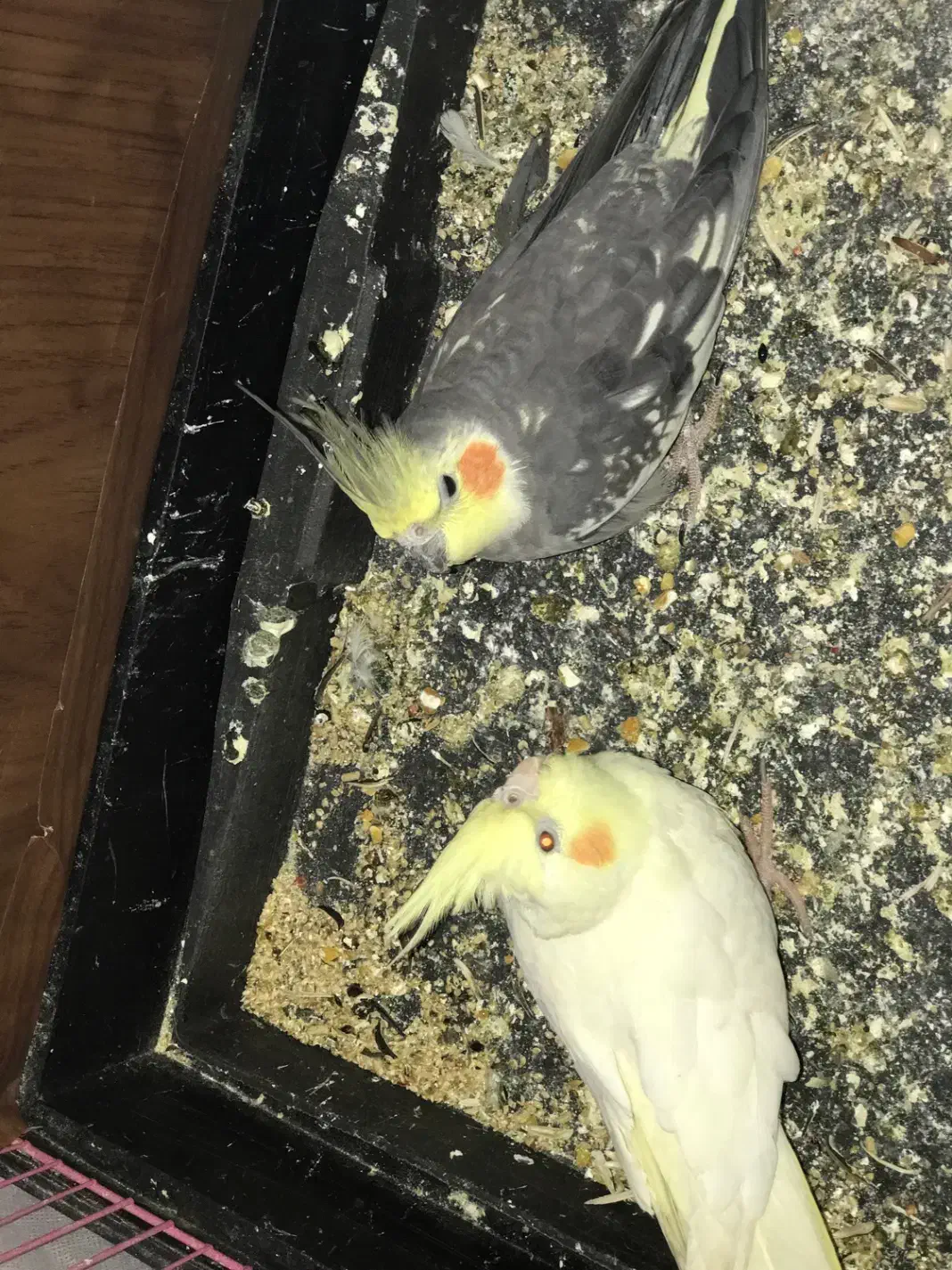 طوطی نرو ماده با قفس|پرنده|قائمشهر, |دیوار