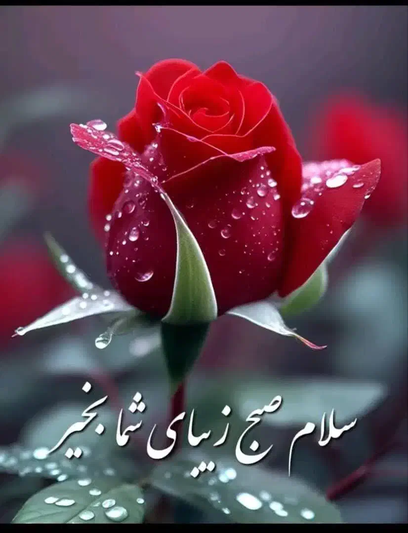 چای لاهیجان|عمدهفروشی|ساری, |دیوار