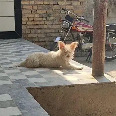 سگ پاکوتاه تریر تربیت شده ،حفت نرو ماده|سگ|کلاله, |دیوار