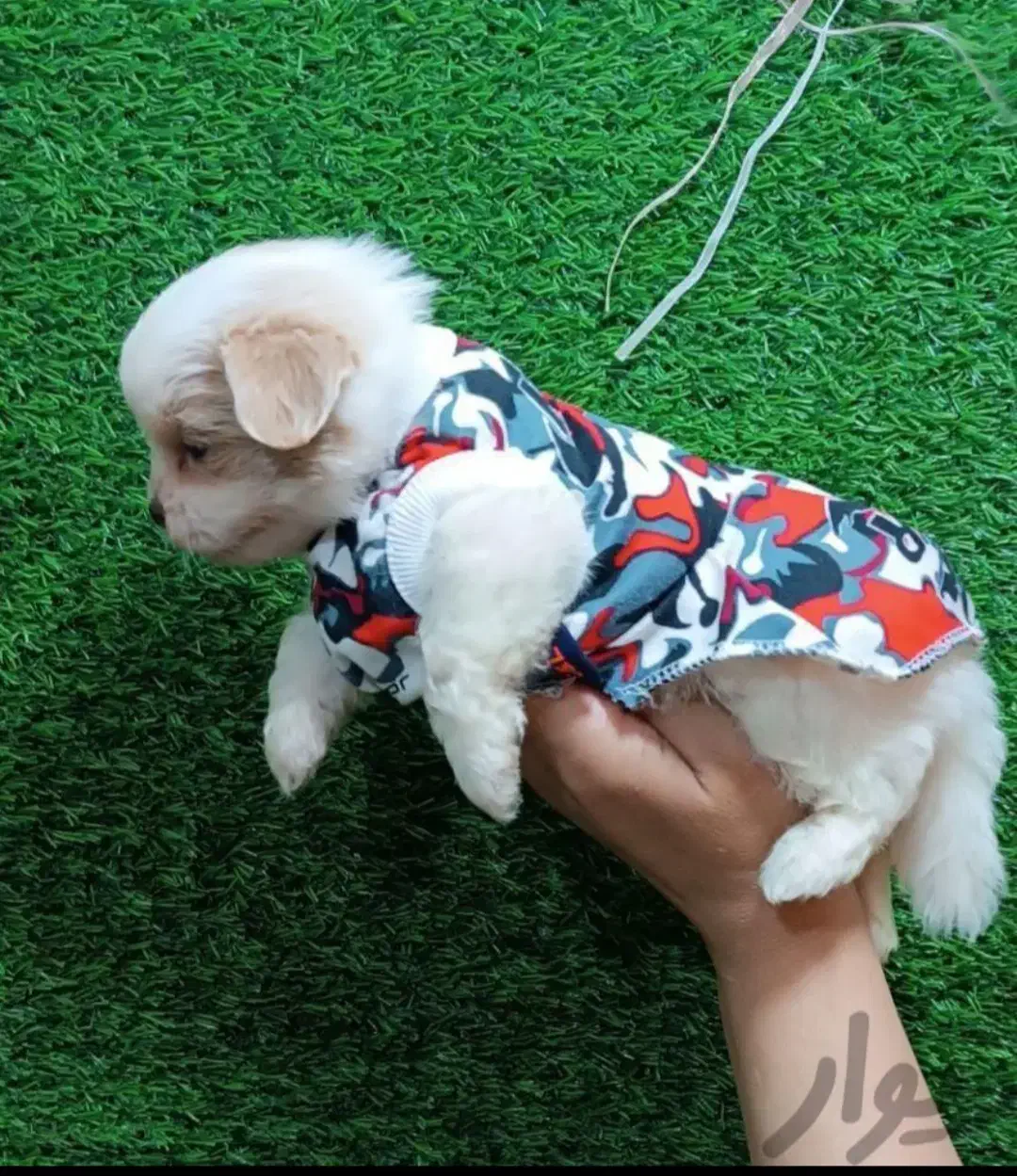 مالتیز|سگ|کرمانشاه, |دیوار